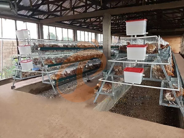 Conception abordable de cages pour poules pondeuses pour petites exploitations