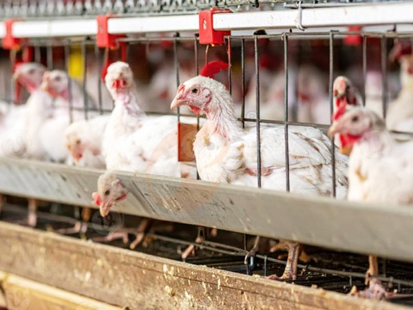 Optimisation d’ingénierie de précision du système de cages pour réduire la mortalité des poulets de chair