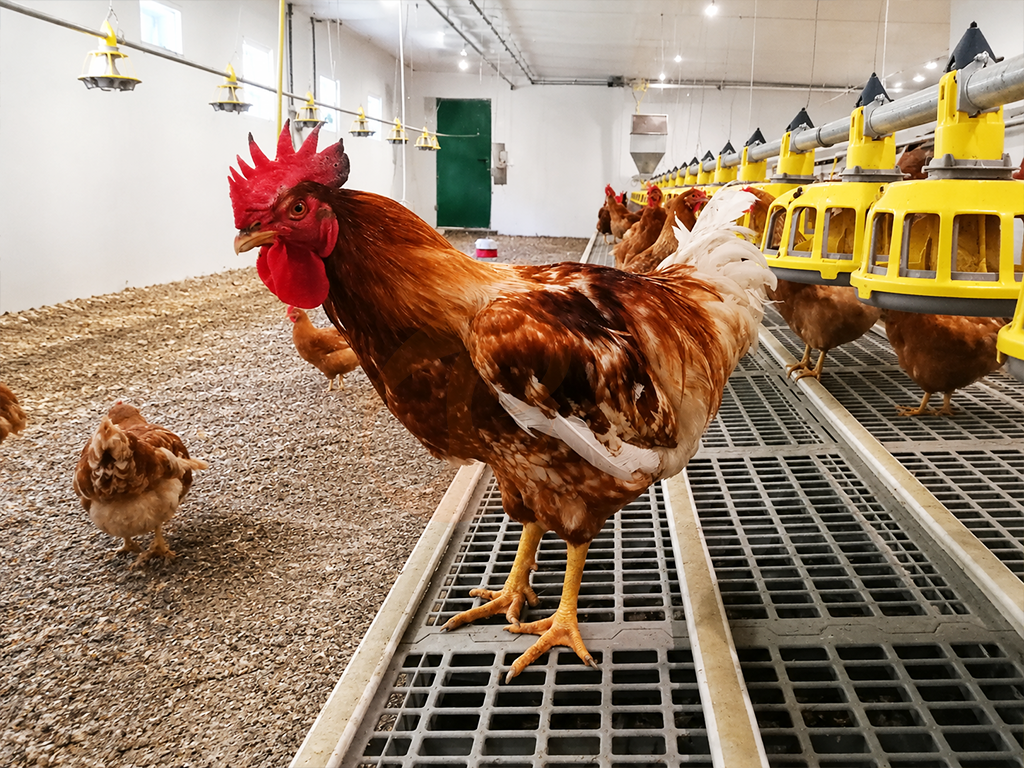 Stratégie d’alimentation pour système d’élevage au sol | 6 méthodes d’optimisation pratiques