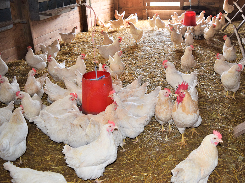 Free Range5 (4)