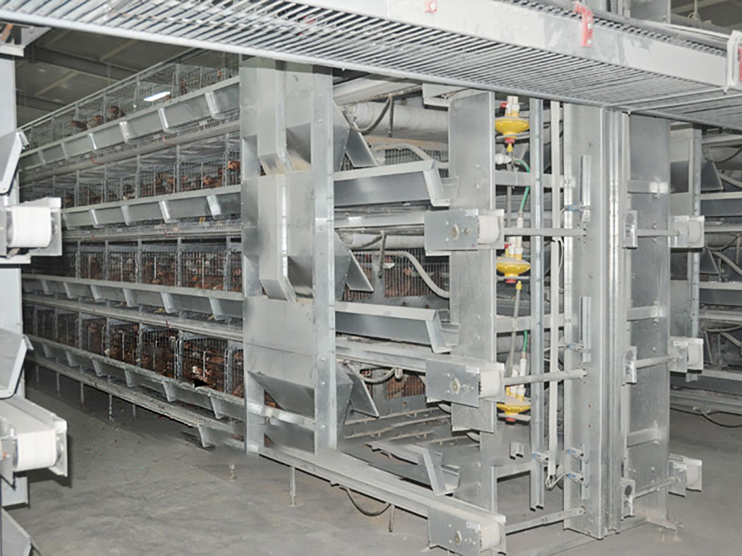 Dernière conception des cages pour poules pondeuses Vanke Enterprises avec système automatisé d'alimentation, d'abreuvement et de collecte des œufs