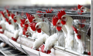 Configuration standard de la cage à poules de type H automatique