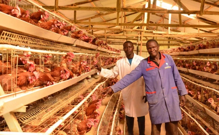 Besoins en cages pour l'élevage de volailles