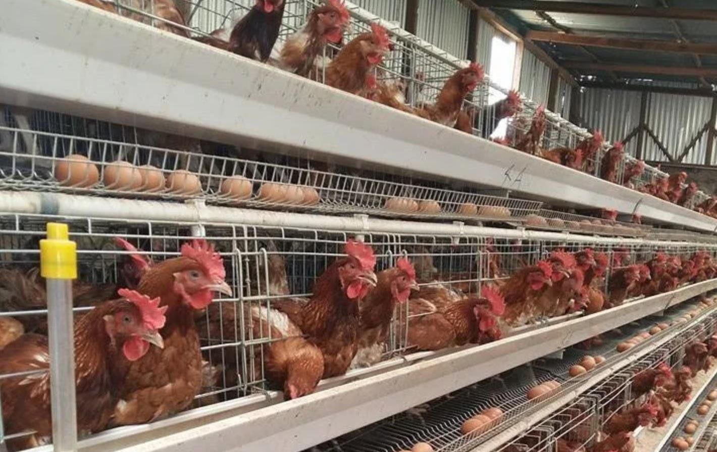 Comment entretenir une cage en batterie pour poulets de chair