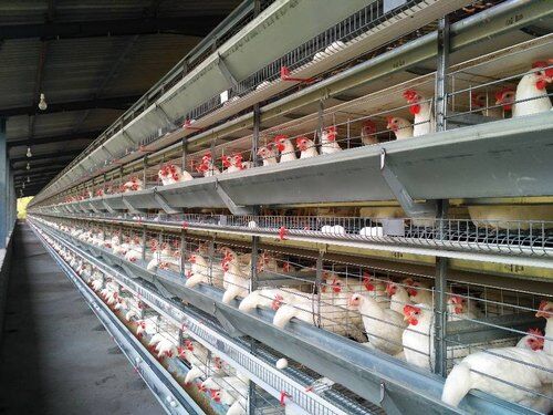 Sélection appropriée pour l'emplacement d'une ferme avicole avec des cages à poules pondeuses