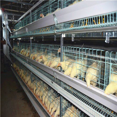 Présentation du système de cages pour poulets de chair à cadre en H