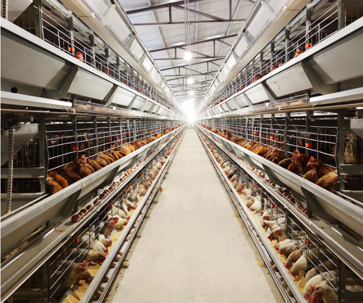 Équipement automatique d'élevage de volaille : cages en batterie pour poules pondeuses