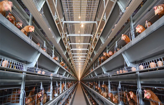 Choisissez la meilleure cage à poules pour votre élevage en fonction du nombre de volailles