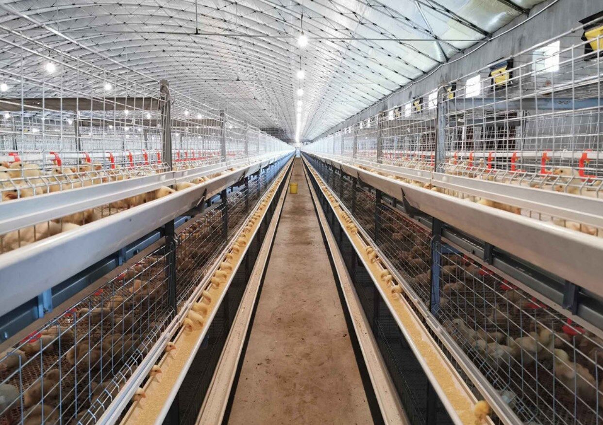 20 000 poulets de chair avec système de cages automatiques de type H