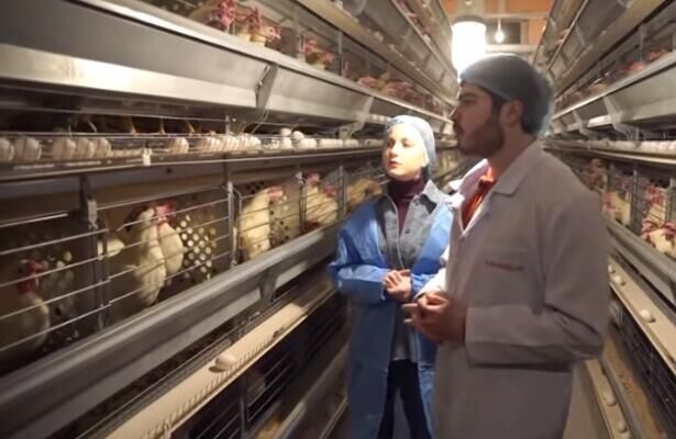 Comment fonctionne le système de cage à volaille dans l'élevage avicole moderne