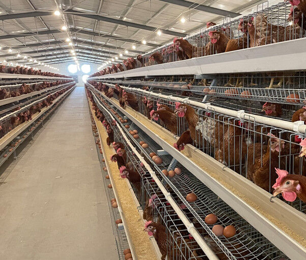 Connaissez-vous les cages en batterie pour poules pondeuses au Nigeria