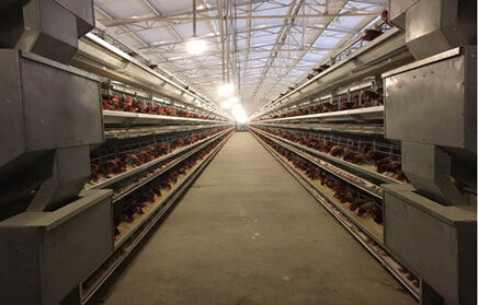 Comment démarrer une ferme avicole entièrement automatique de 30 000 poules pondeuses au Nigeria