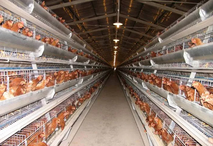 Pourquoi les cages de type A sont largement utilisées dans les fermes avicoles au Nigeria