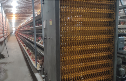 Qu'est-ce qu'une cage à poules automatique pour la ponte à vendre dans la maison de volaille designer de Lagos