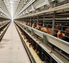 Les connaissances utiles sur les précautions à prendre avec les cages à poules dans les élevages avicoles