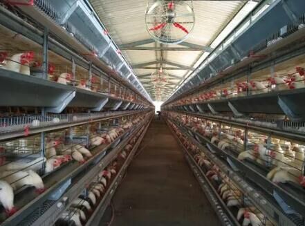 Comment utiliser la cage à batterie pour poulets de chair