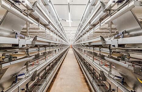 Connaissez-vous le système automatique de cages à poules dans les élevages avicoles