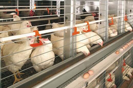 Comment empêcher les cages en batterie de rouiller