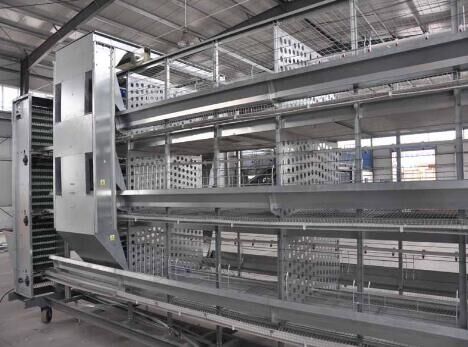 Pourquoi avez-vous besoin d'une cage à volaille automatique de type H dans une ferme avicole