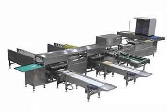 Comment fonctionne la machine à classer les œufs dans un élevage avicole