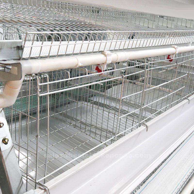 layer cage1.jpg