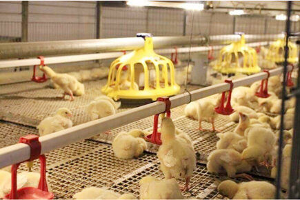 Our company finished breeder project of 50,000 bro