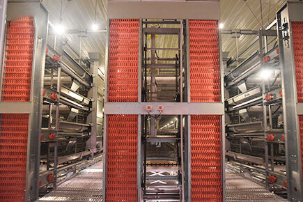 Notre société a terminé un projet d'élevage de 49 280 poules pondeuses avec un système de cages à poules.