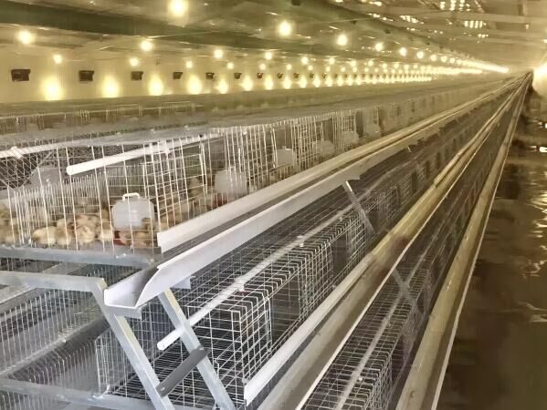 <30,000 Broilers Manual Harvest A Type Battery Cage