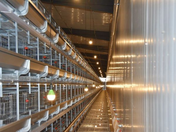  >30,000 Poulettes Cage Batterie Type H Automatique