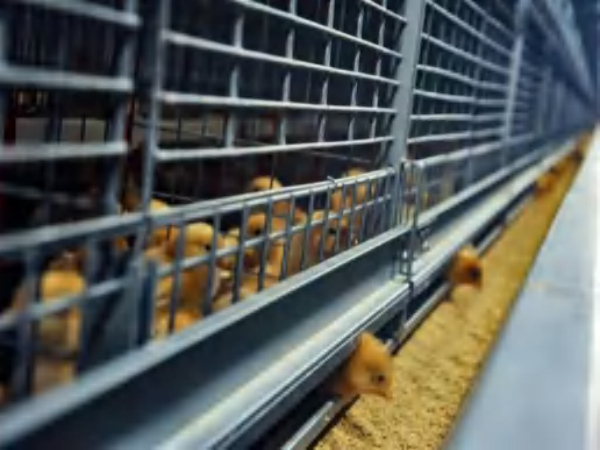  >30,000 Poulettes Cage Batterie Type H Automatique