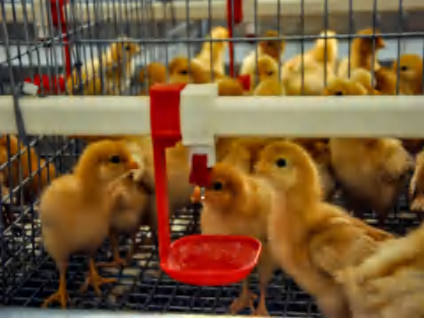  >30,000 Poulettes Cage Batterie Type H Automatique