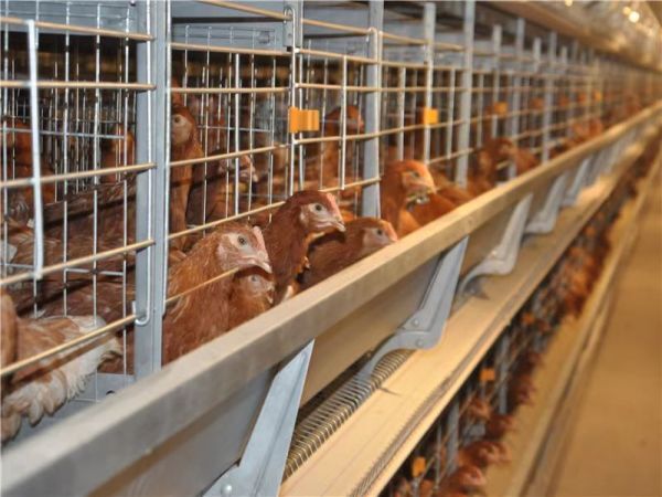 >30 000 poules pondeuses Cage en batterie automatique de type H