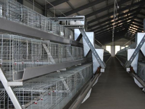 Cage à poulettes, 10 000 à 30 000 poulettes/bâtiment, cage à poulettes de type A automatique, récolte manuelle