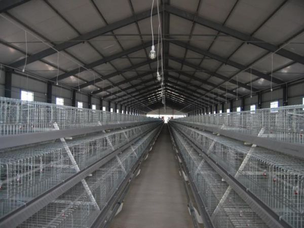 Cage à poulettes, 10 000 à 30 000 poulettes/bâtiment, cage à poulettes de type A automatique, récolte manuelle