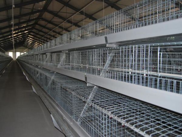 Cage à poulettes, 10 000 à 30 000 poulettes/bâtiment, cage à poulettes de type A automatique, récolte manuelle