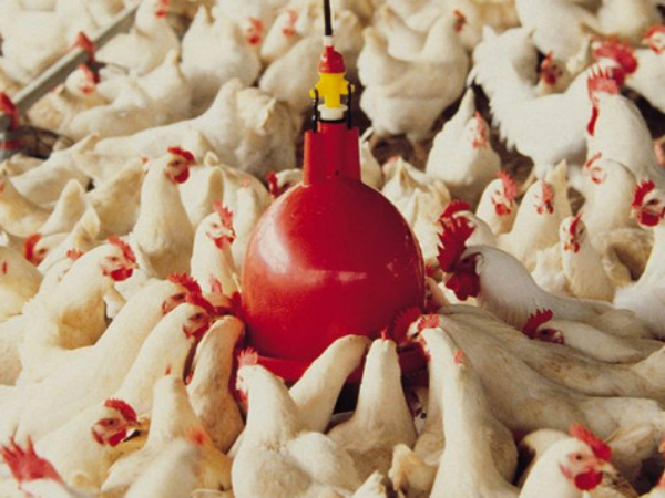 Abreuvoir Bell Plasson