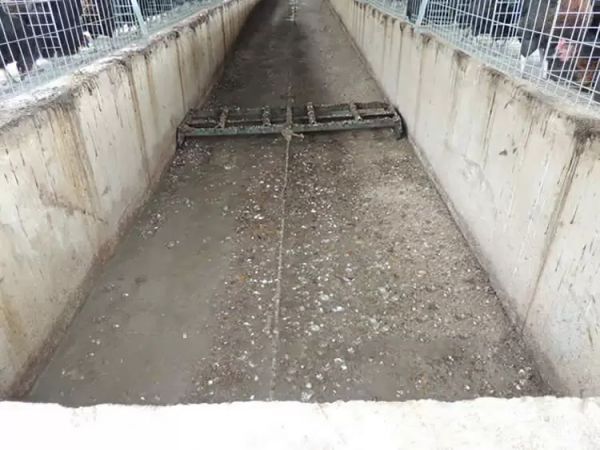Système de raclage de fumier pour cages de volaille