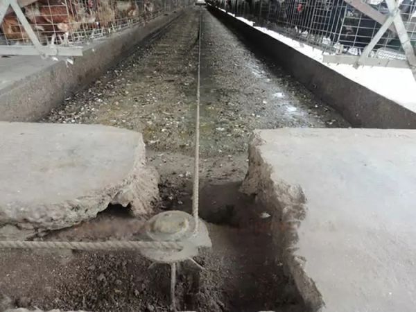 Système de raclage de fumier pour cages de volaille