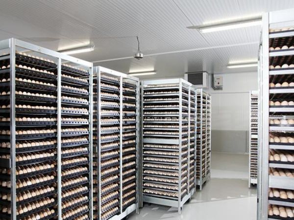 Poulailler d'incubation