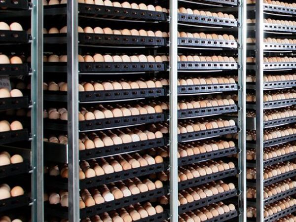 Poulailler d'incubation