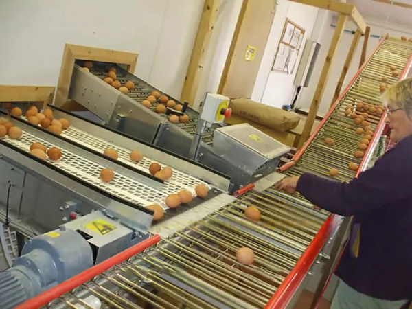 Tri Automatique des Œufs en Terminal