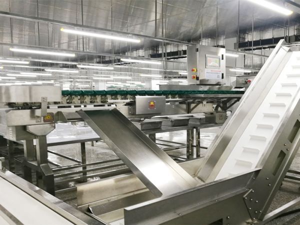 Ligne d'abattage automatique