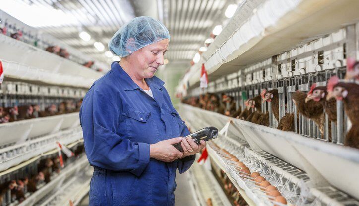 À quoi sert un système de cages en batterie