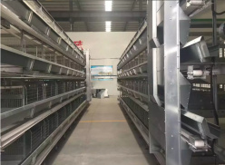 À quoi sert une cage à poules pondeuses dans une ferme avicole