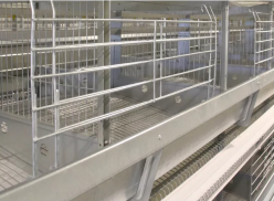 Pourquoi les cages à volaille sont de plus en plus populaires dans les élevages avicoles