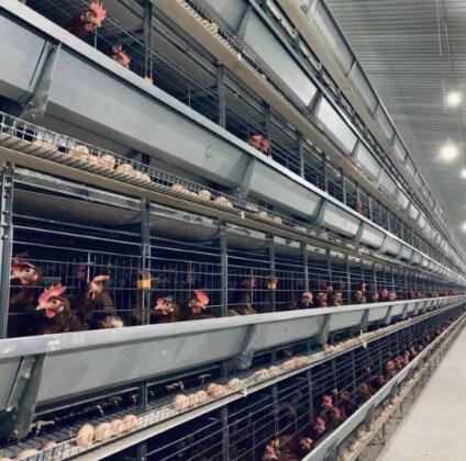 Comment les cages en batterie sont équipées de systèmes automatisés pour l'alimentation en fonctionnement
