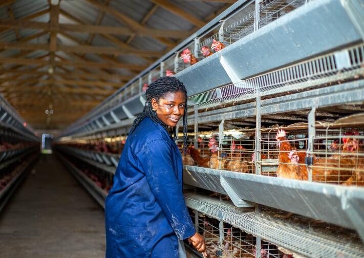 Comment la cage à poules pondeuses est un système de logement spécialisé conçu pour le fonctionnement de l'élevage avicole