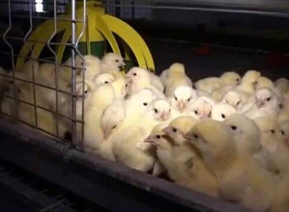Les cages à poulettes offrent une solution efficace et hygiénique pour l'élevage des poulettes