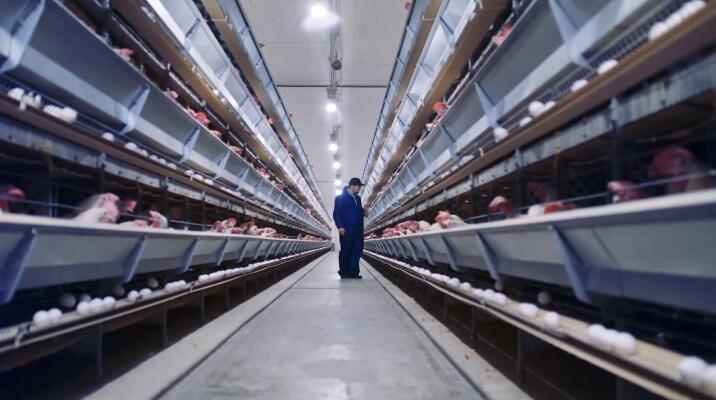 Les cages sont disponibles en différentes tailles et configurations pour s'adapter à diverses espèces avicoles et besoins de production