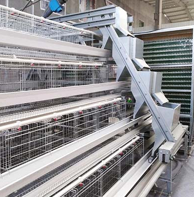 Caractéristiques de l'idée générale des dimensions d'une cage à poules pondeuses typique de 1000 poulets dans une ferme avicole